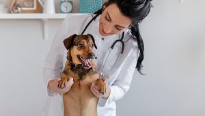 curso de medicina veterinária